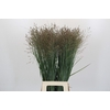 Panicum Heavy Metal