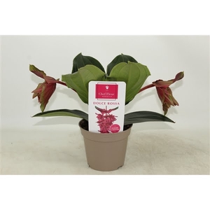 Piccolini Dolce Rossa 2 knop (Medinilla 1 etage)