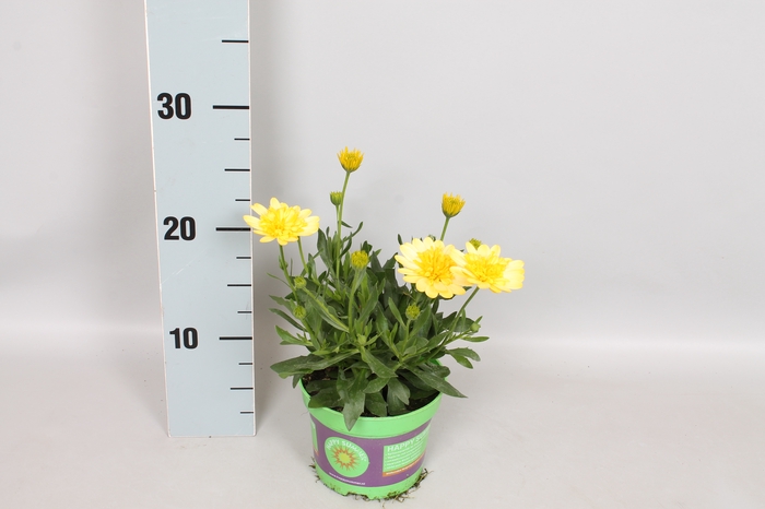 Osteospernum Double Yellow