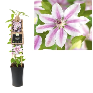 Clematis 'Nelly Moser' +3.0 label