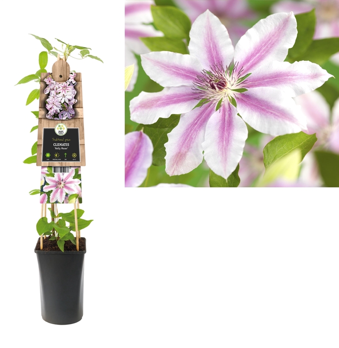 <h4>Clematis 'Nelly Moser' +3.0 label</h4>