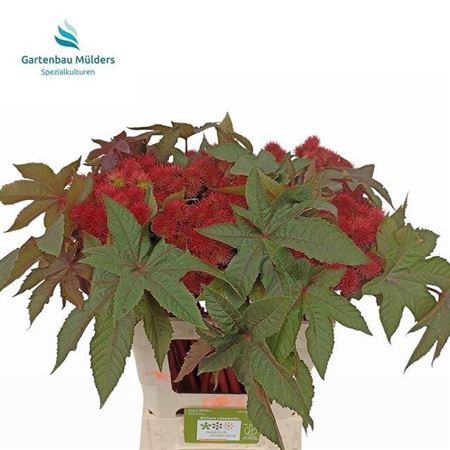 <h4>Ricinus Com Impala</h4>