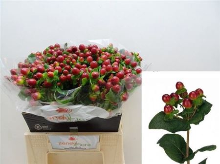 <h4>Hyp Mag Seasons</h4>