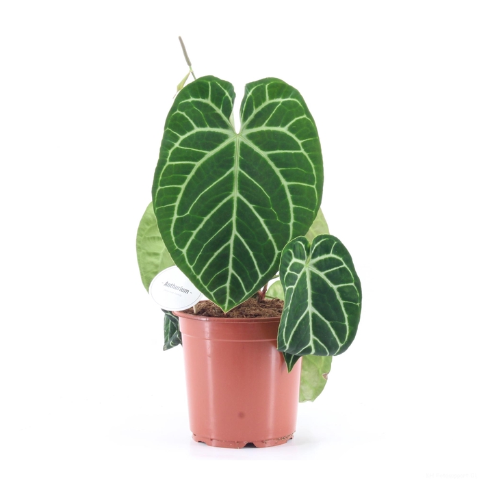 <h4>Anthurium Crystallinum</h4>