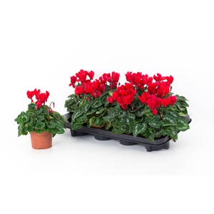 Cyclaam Super Serie Allure Red