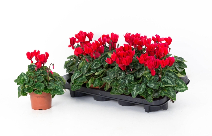 <h4>Cyclaam Super Serie Allure Red</h4>