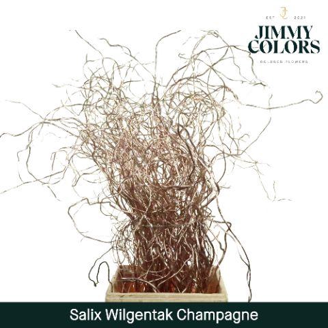 <h4>Salix Golden Curls Mtlc. Champagne</h4>