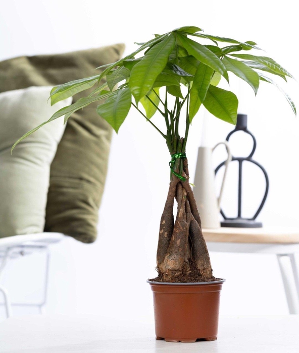 <h4>Pachira Aquatica P&PURE Collection</h4>