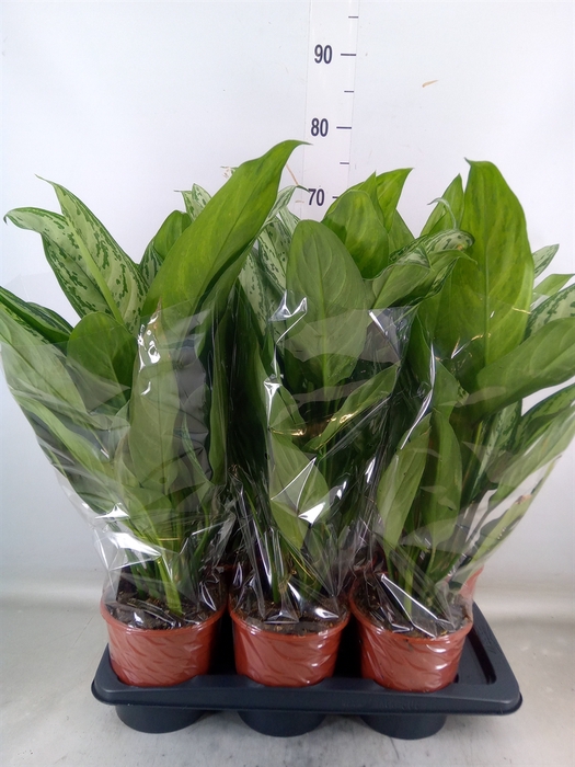 <h4>Aglaonema  'Silver Queen Compact'</h4>