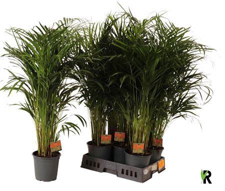 <h4>Dypsis Lutescens 25pp</h4>
