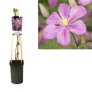 Clematis 'Comtesse de Bouchaud' +light label