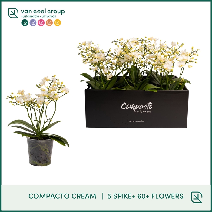 <h4>Phalaenopsis multi. 'Cream Punch'</h4>