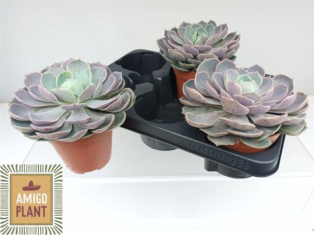 <h4>ECHEV LOTUS</h4>