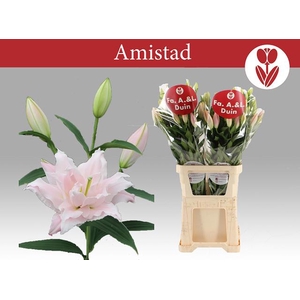 LI OR DU AMISTAD