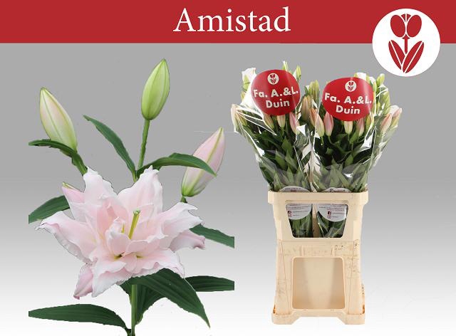 <h4>LI OR DU AMISTAD</h4>