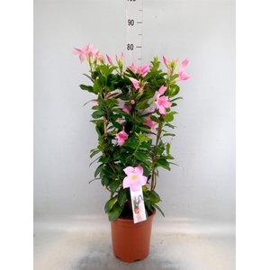 Mandevilla sand. 'SumStar Pink Mag'