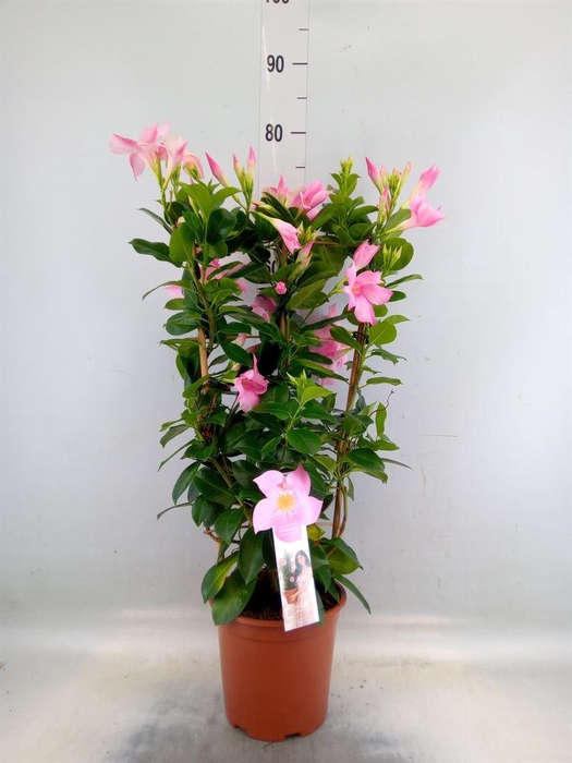 <h4>Mandevilla sand. 'SumStar Pink Mag'</h4>