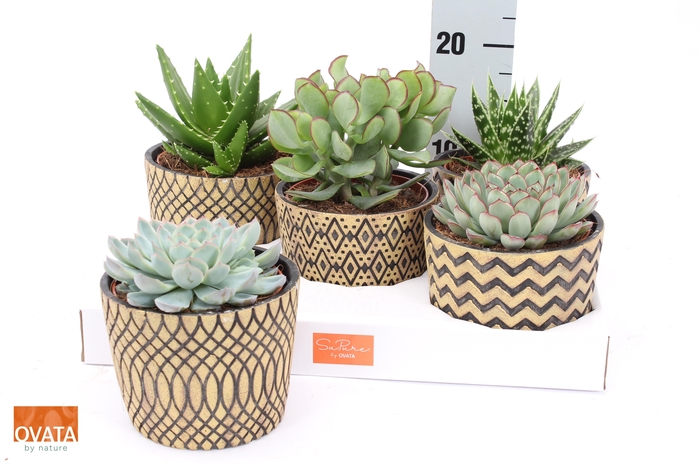 <h4>SUCC GEM 5 SRT</h4>