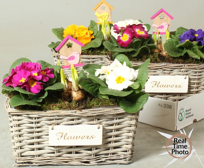 <h4>ARR TUINPLANTEN</h4>