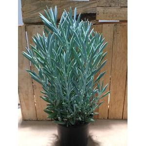 Senecio Everest
