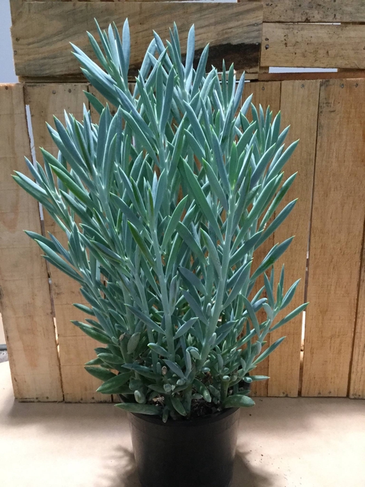 <h4>Senecio Everest</h4>