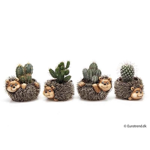 CACTACEAE MIX P6 E 4680