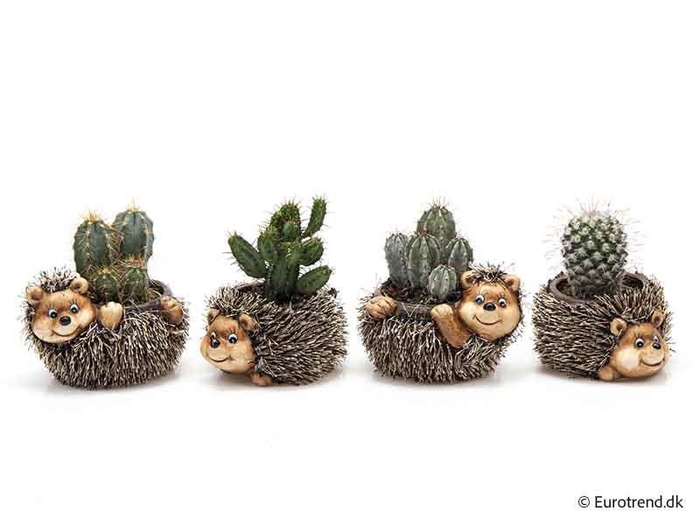 <h4>CACTACEAE MIX P6 E 4680</h4>
