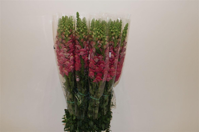 <h4>Antir Overig Cerise</h4>