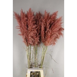 Df Pampas 115cm Old Pink