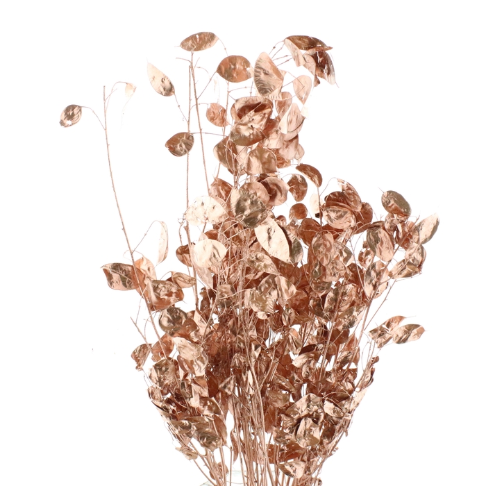 <h4>SNIJBLOEMEN KLB H%</h4>