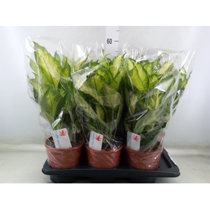 Dieffenbachia  'Camilla'