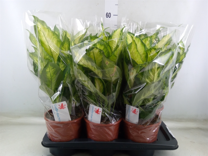 <h4>Dieffenbachia  'Camilla'</h4>