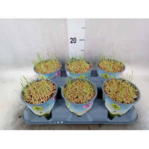 Hordeum sp.   ...kattegras zaai