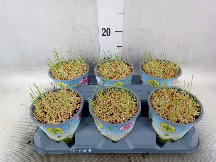 <h4>Hordeum sp.   ...kattegras zaai</h4>