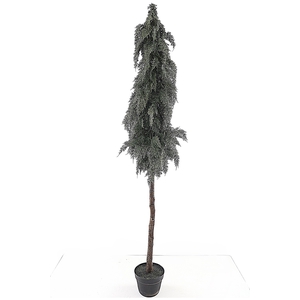 Cedar Cone Tree on Stem in Pot Green