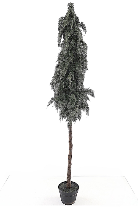 <h4>Cedar Cone Tree on Stem in Pot Green XM660036GRN</h4>