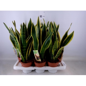 Sansevieria trifa. 'Laurentii'