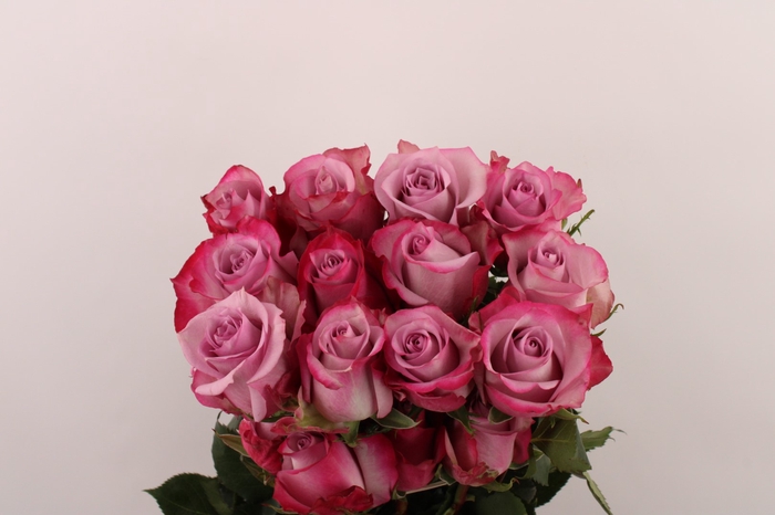 <h4>R Gr Deep Purple</h4>