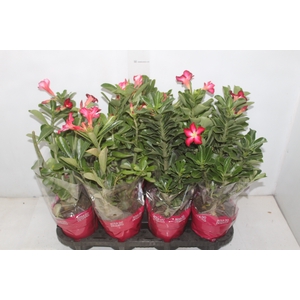 ROSA DO DESERTO DOBRADO P15