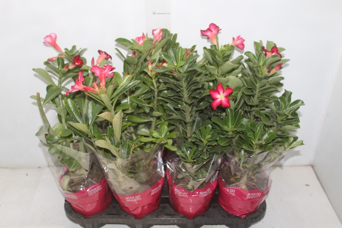 <h4>ROSA DO DESERTO DOBRADO P15</h4>