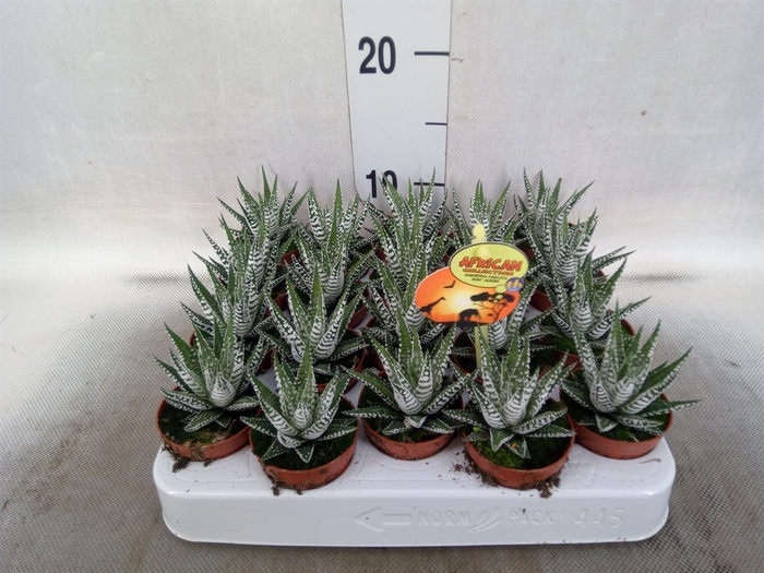 <h4>Haworthia fasciala 'Alba'</h4>