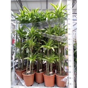 Dracaena fr de 'LemonLime'