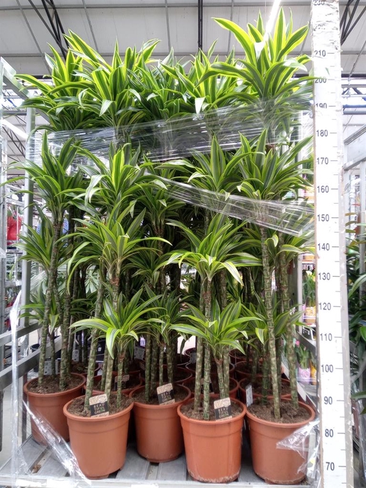 <h4>Dracaena fr de 'LemonLime'</h4>