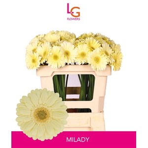 Germini Milady Water