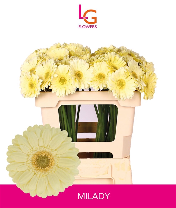 <h4>Germini Milady Water</h4>