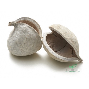 BUDDHA NUTS FROZEN WHITE 6PCS