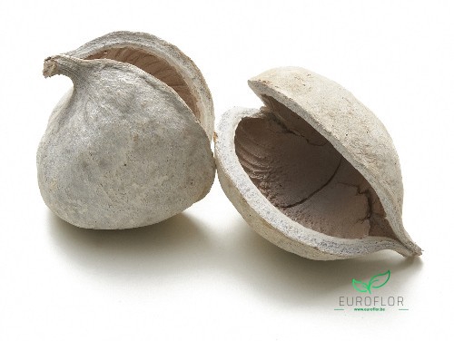 BUDDHA NUTS FROZEN WHITE 6PCS