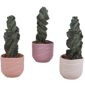 Cactus Cereus Spiralis Ø12cm in Ø14cm Ceramic SE660