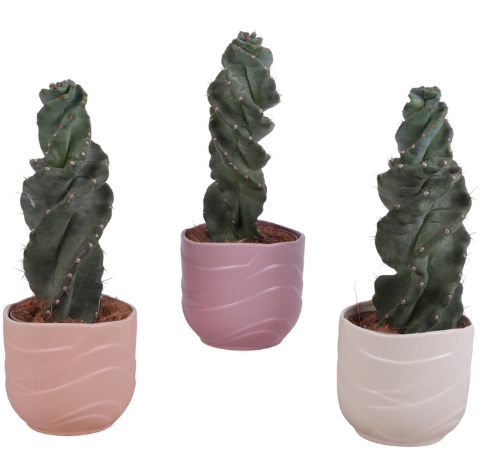 <h4>Cactus Cereus Spiralis Ø12cm in Ø14cm Ceramic SE660</h4>