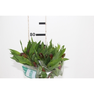 ALSTROEMERIA ANGELINA 080 CM